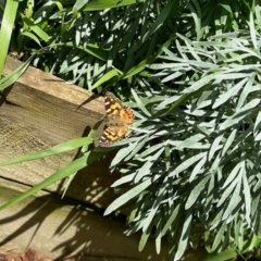 Vanessa kershawi (Australian Painted Lady) at Hackett, ACT - 16 Oct 2022 by KMcCue