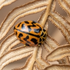 Cleobora mellyi (Southern Ladybird) at Tidbinbilla Nature Reserve - 11 Oct 2022 by SWishart