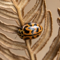 Cleobora mellyi at Paddys River, ACT - 12 Oct 2022