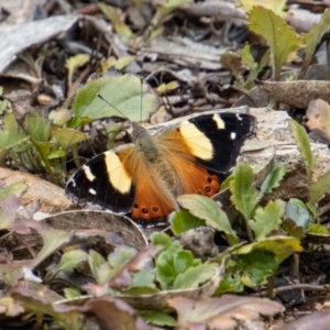 Vanessa itea at Paddys River, ACT - 12 Oct 2022 11:24 AM