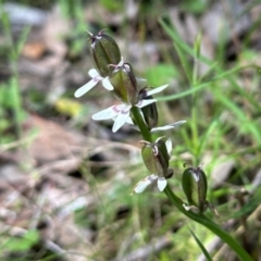 Wurmbea dioica subsp. dioica (Early Nancy) at Carwoola, NSW - 14 Oct 2022 by KMcCue