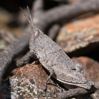 Goniaea opomaloides (Mimetic Gumleaf Grasshopper) at Cotter River, ACT - 14 Oct 2022 by patrickcox