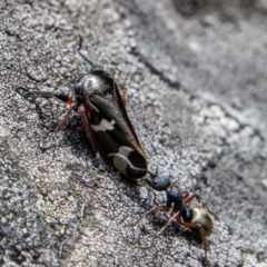 Eurypella tasmaniensis (Eurypella tasmaniensis) at Cotter River, ACT - 12 Oct 2022 by SWishart