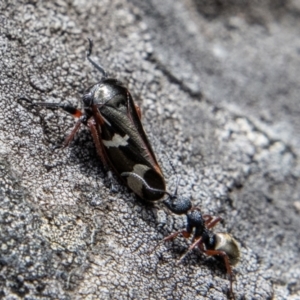 Eurypella tasmaniensis at Cotter River, ACT - 12 Oct 2022 12:04 PM