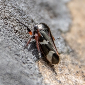 Eurypella tasmaniensis at Cotter River, ACT - 12 Oct 2022 12:04 PM