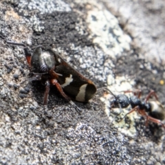 Eurypella tasmaniensis at Cotter River, ACT - 12 Oct 2022 12:04 PM