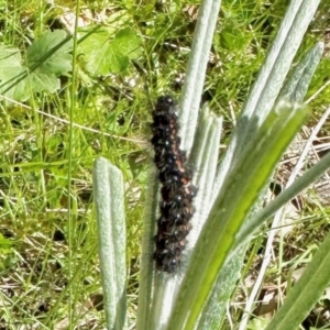 Arctiinae (subfamily) at Carwoola, NSW - 15 Oct 2022