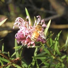 Apis mellifera (European honey bee) at Burradoo, NSW - 15 Oct 2022 by GlossyGal