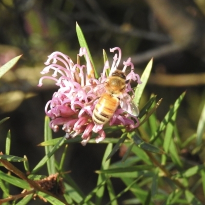 Apis mellifera (European honey bee) at Burradoo, NSW - 15 Oct 2022 by GlossyGal