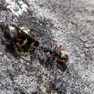 Dolichoderus scabridus at Cotter River, ACT - 12 Oct 2022