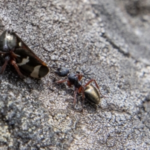 Dolichoderus scabridus at Cotter River, ACT - 12 Oct 2022 12:04 PM