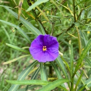 Solanum linearifolium at Aranda, ACT - 13 Oct 2022