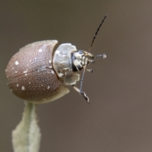 Paropsis aegrota at Paddys River, ACT - 12 Oct 2022 02:38 PM