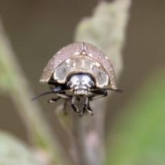 Paropsis aegrota at Paddys River, ACT - 12 Oct 2022