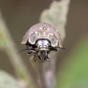 Paropsis aegrota at Paddys River, ACT - 12 Oct 2022