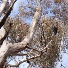 Callocephalon fimbriatum (Gang-gang Cockatoo) at Aranda Bushland - 26 Sep 2022 by CathB
