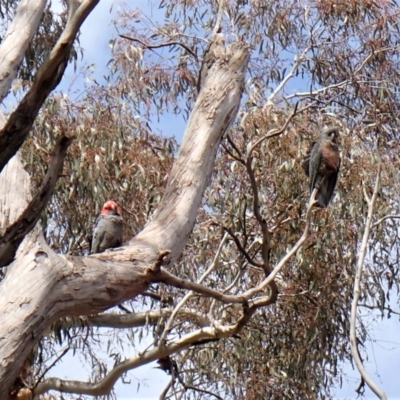 Callocephalon fimbriatum (Gang-gang Cockatoo) at Aranda Bushland - 26 Sep 2022 by CathB