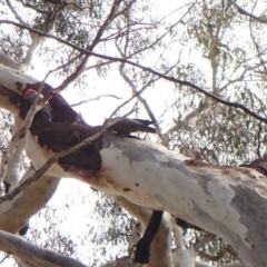 Callocephalon fimbriatum at Cook, ACT - suppressed