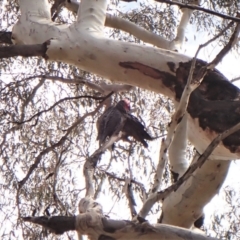 Callocephalon fimbriatum at Cook, ACT - 26 Sep 2022