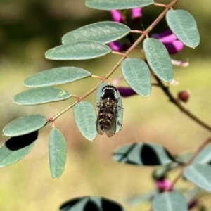 Melangyna viridiceps at Carwoola, NSW - 15 Oct 2022