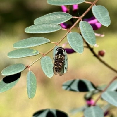 Melangyna viridiceps (Hover fly) at Carwoola, NSW - 15 Oct 2022 by KMcCue