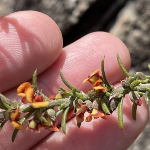 Mirbelia pungens at Tharwa, ACT - 16 Oct 2022