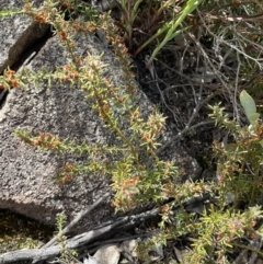 Mirbelia pungens at Tharwa, ACT - 16 Oct 2022 10:41 AM