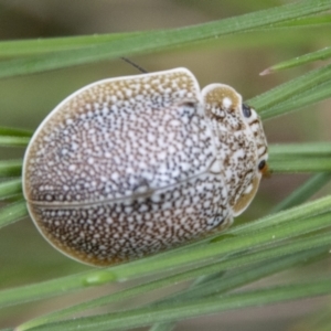 Paropsis (paropsine) genus-group at Paddys River, ACT - 12 Oct 2022 12:13 PM