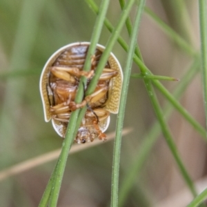 Paropsis (paropsine) genus-group at Paddys River, ACT - 12 Oct 2022 12:13 PM