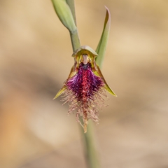 Calochilus platychilus (Purple Beard Orchid) at Molonglo Valley, ACT - 17 Oct 2022 by RangerRiley