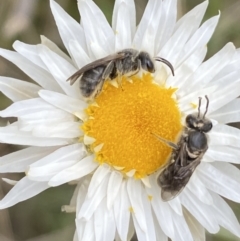 Lasioglossum (Chilalictus) lanarium (Halictid bee) at Mount Majura - 17 Oct 2022 by SteveBorkowskis