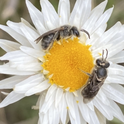 Lasioglossum (Chilalictus) lanarium (Halictid bee) at Mount Majura - 17 Oct 2022 by SteveBorkowskis