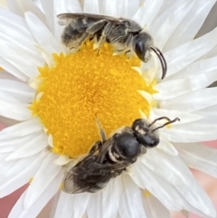 Lasioglossum (Chilalictus) lanarium at Watson, ACT - 17 Oct 2022 01:44 PM