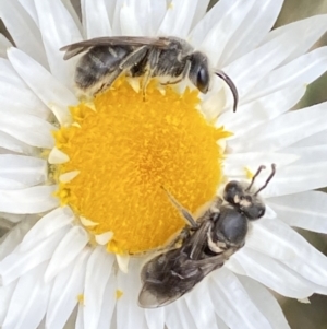 Lasioglossum (Chilalictus) lanarium at Watson, ACT - 17 Oct 2022