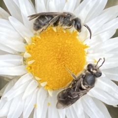 Lasioglossum (Chilalictus) lanarium at Watson, ACT - 17 Oct 2022 01:44 PM