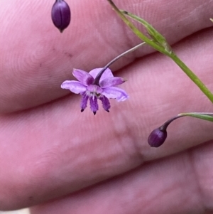 Arthropodium minus at Watson, ACT - 17 Oct 2022 01:10 PM