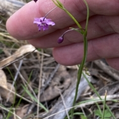 Arthropodium minus at Watson, ACT - 17 Oct 2022 01:10 PM