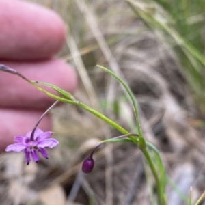 Arthropodium minus at Watson, ACT - 17 Oct 2022 01:10 PM