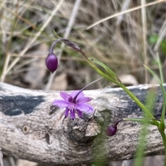 Arthropodium minus at Watson, ACT - 17 Oct 2022