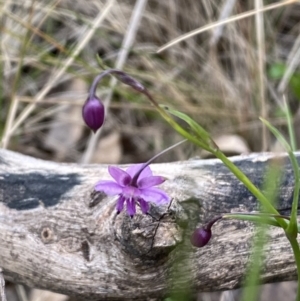 Arthropodium minus at Watson, ACT - 17 Oct 2022