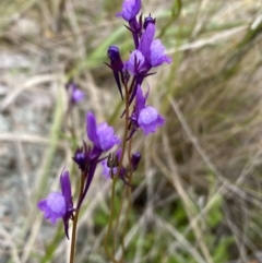 Linaria pelisseriana (Pelisser's Toadflax) at Watson, ACT - 17 Oct 2022 by Steve_Bok