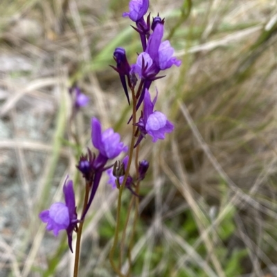 Linaria pelisseriana (Pelisser's Toadflax) at Watson, ACT - 17 Oct 2022 by SteveBorkowskis