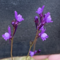 Linaria pelisseriana at Watson, ACT - 17 Oct 2022