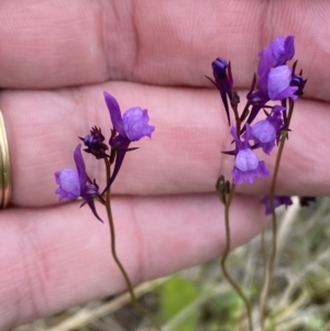 Linaria pelisseriana at Watson, ACT - 17 Oct 2022