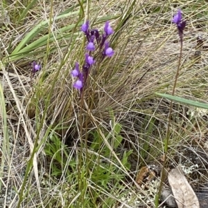 Linaria pelisseriana at Watson, ACT - 17 Oct 2022