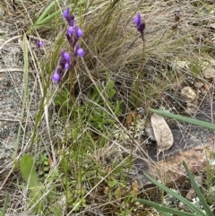 Linaria pelisseriana at Watson, ACT - 17 Oct 2022