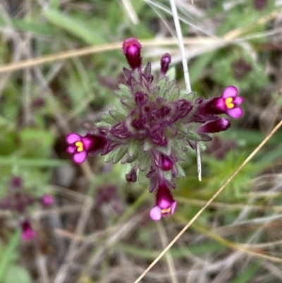 Parentucellia latifolia (Red Bartsia) at Watson, ACT - 17 Oct 2022 by Steve_Bok