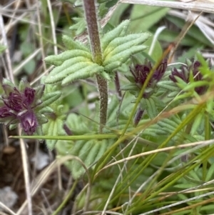 Parentucellia latifolia at Watson, ACT - 17 Oct 2022 12:18 PM