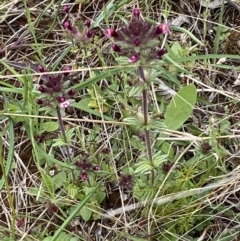 Parentucellia latifolia at Watson, ACT - 17 Oct 2022 12:18 PM