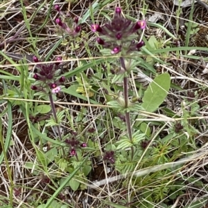 Parentucellia latifolia at Watson, ACT - 17 Oct 2022 12:18 PM